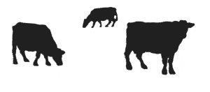Silhouette of three cows