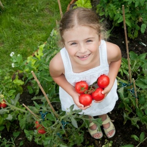 Should hydroponic tomatoes be eligible for organic certification?